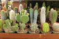 3" Cactus Assortment
